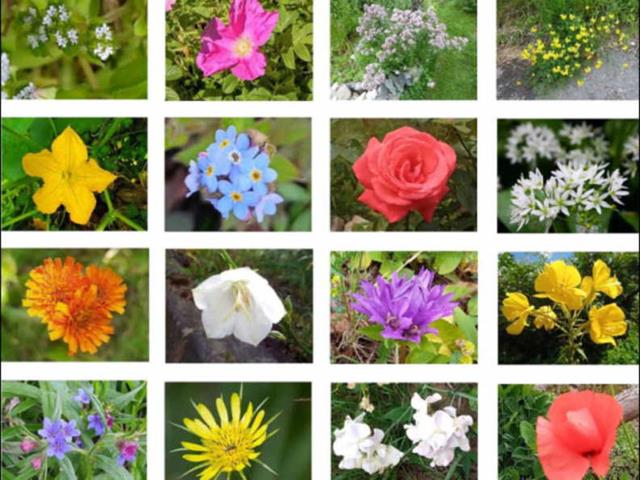 Sechzehn bunte Blüten kachelförmig angeordnet, um die Vielfalt der Wildkräuter zu zeigen.