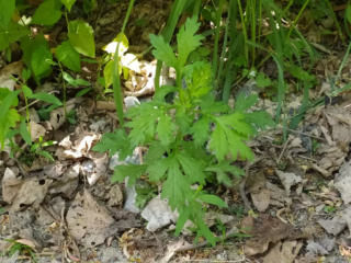 Einjähriger Beifuß - Borago