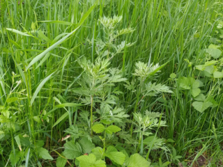 Einjähriger Beifuß - Borago