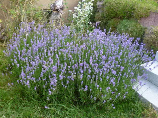 Lavendel, enthält viele ätherische Öle.