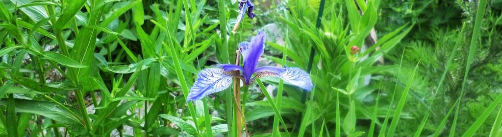 Vqn den mehrfarbigen  Arten der Iris gaben dieser Blume ihren Namen. Iris heißt auch die Göttin des Regenbogens.
