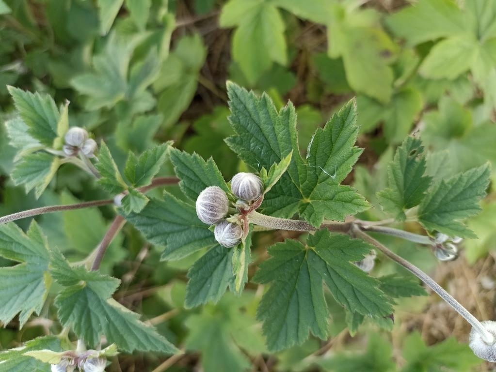 Herbstanemone - Blütenknospen