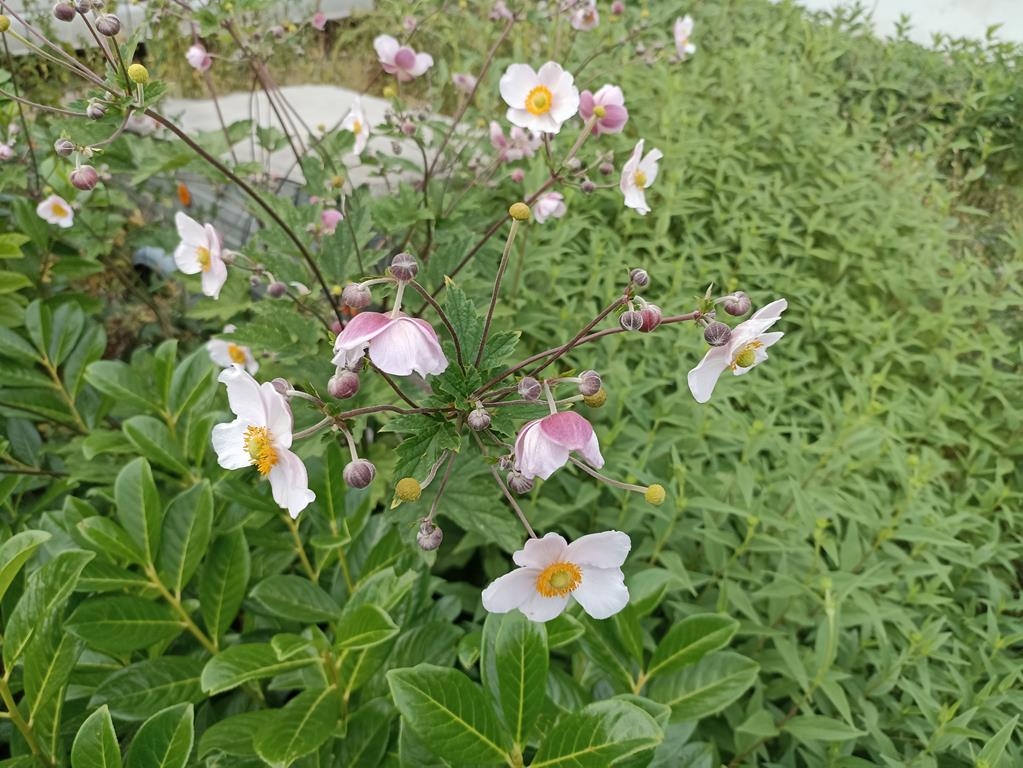 Herbstanemone - Blütenstand