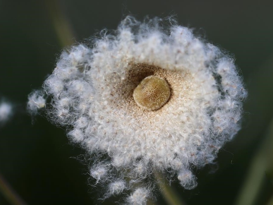 Herbstanemone - Ausgesamt