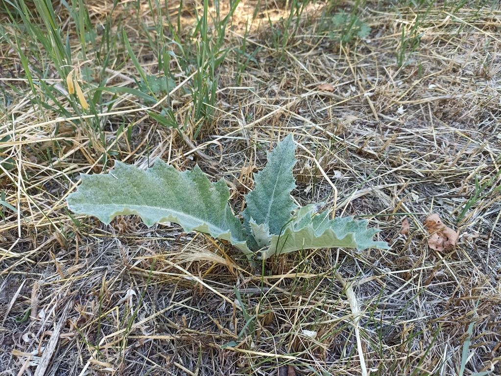 Gewöhnliche Eselsdistel - Schößling