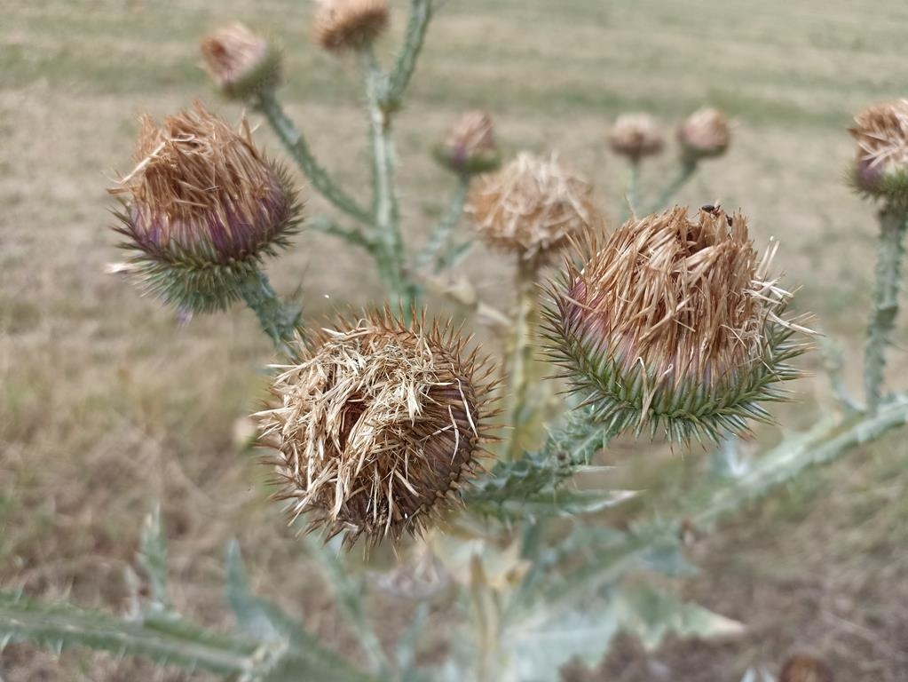 Gewöhnliche Eselsdistel - Samenstand