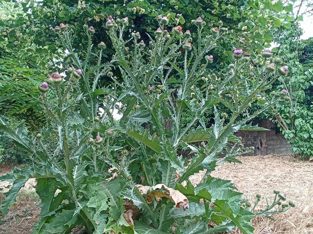 Gewöhnliche Eselsdistel - blühendes Kraut