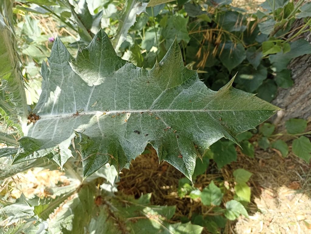 Gewöhnliche Eselsdistel - Blatt