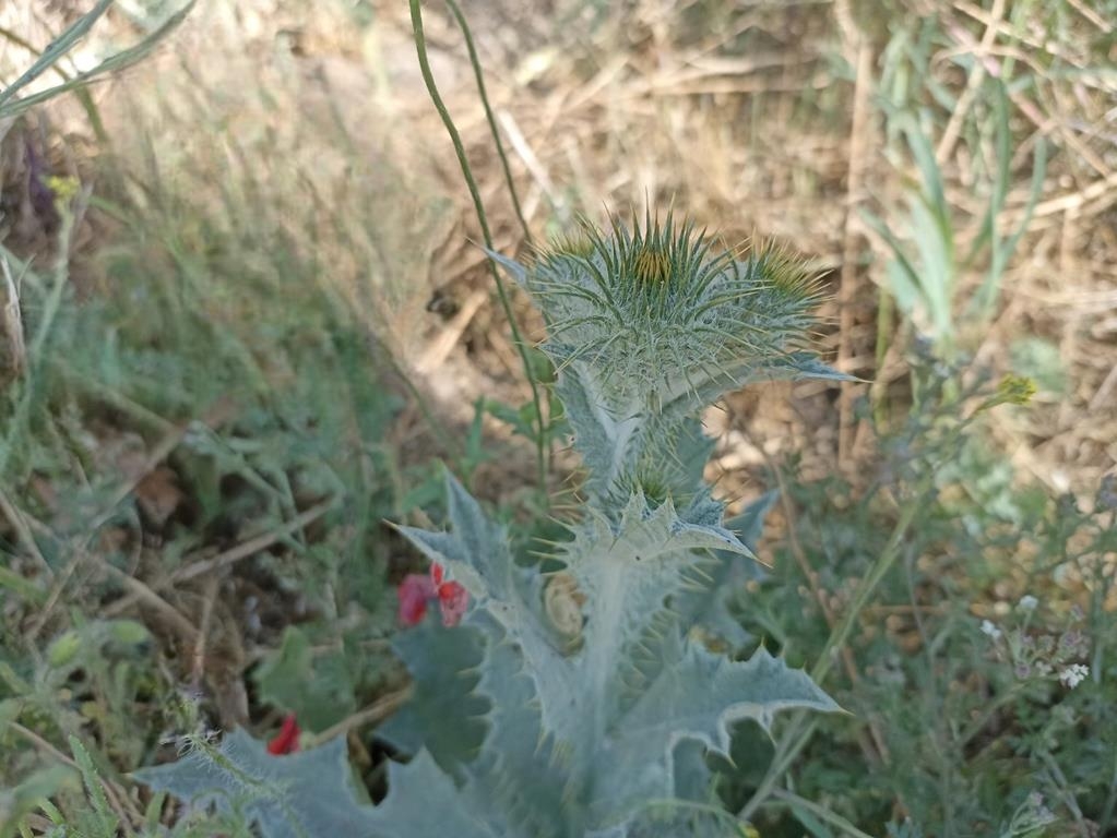 Gewöhnliche Eselsdistel - Knospe