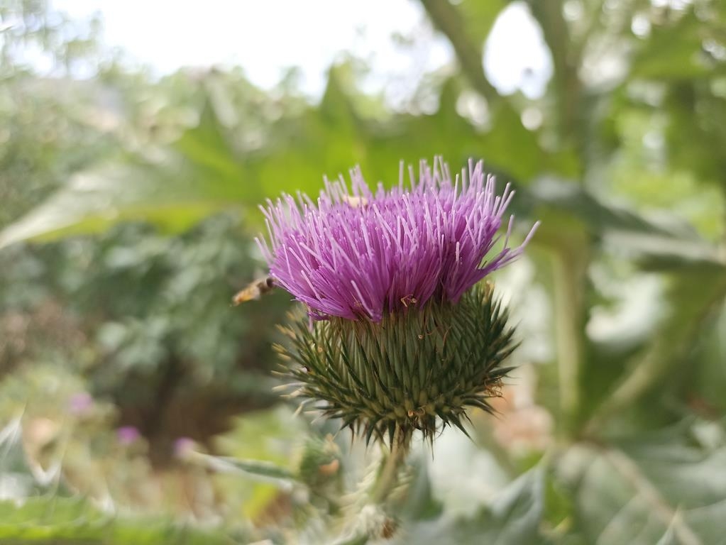 Gewöhnliche Eselsdistel - Blüte