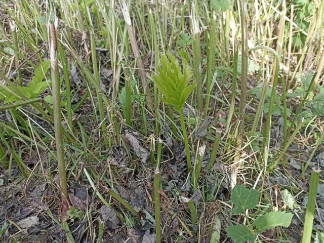 zusammengefaltetes Blatt