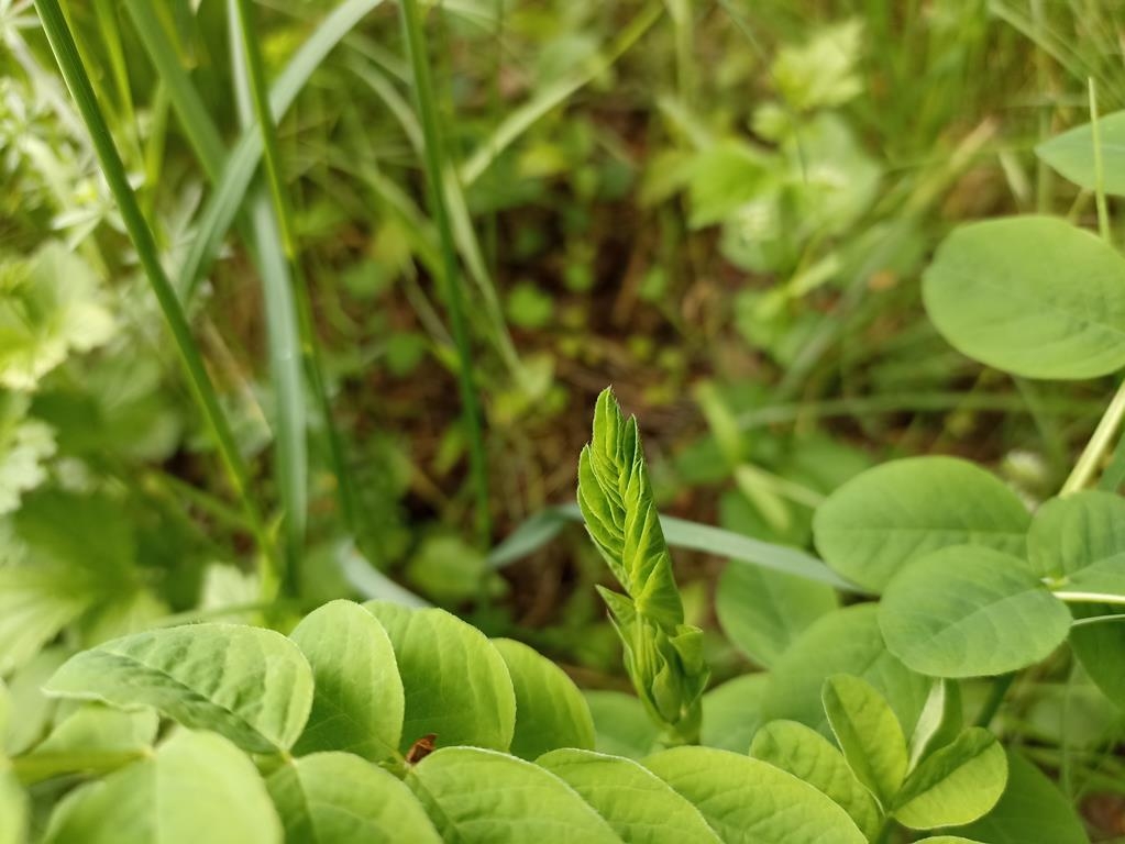 Bärenschote - junges Blatt