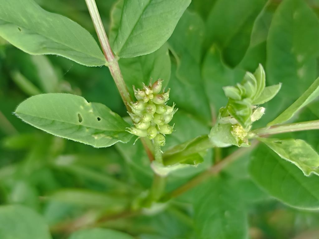 Bärenschote - knospiger Blütenstand