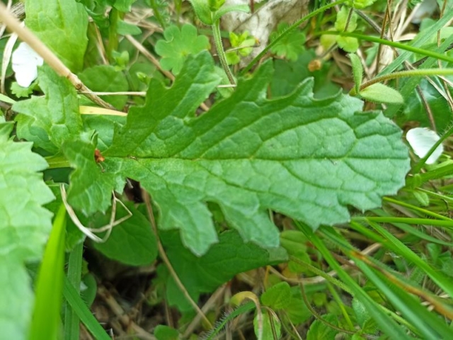 Echtes Eisenkraut - junges Blatt