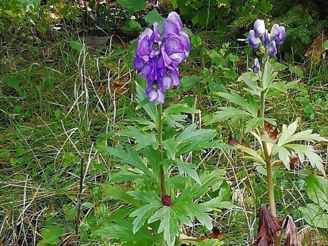 Herbsteisenhut - Blühendes Kraut