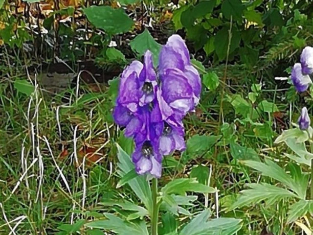 Herbsteisenhut - Blüte