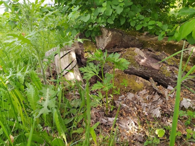 Herbsteisenhut - Jungpflanze