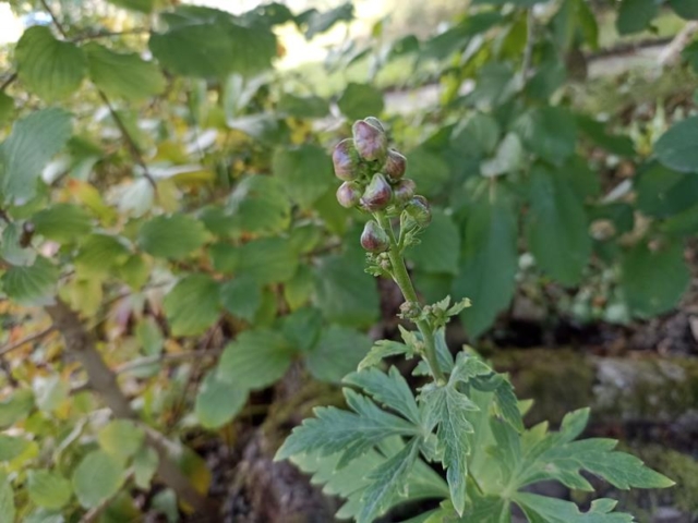 Herbsteisenhut - Knospiger Blütenstand