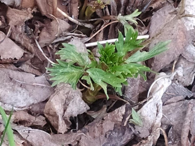 Herbsteisenhut - Trieb