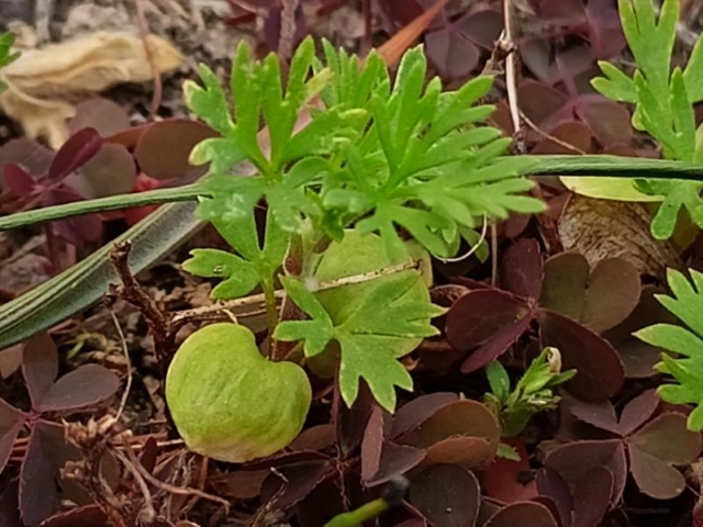 Herbsteisenhut - Trieb mit Keimblättern