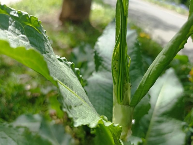 Krauser Ampfer - sehr junger knospiger Blütenstand