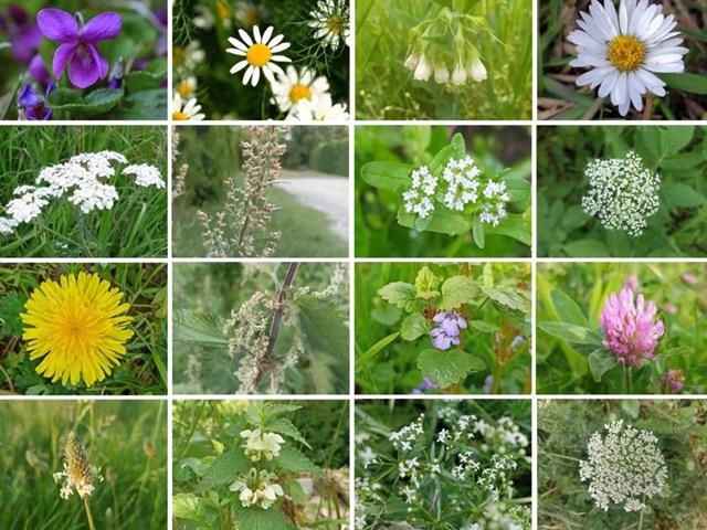 16 essbare und heilkräftige Wildkräuter 